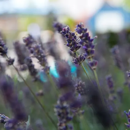 Romantik Zonnehuis 4*